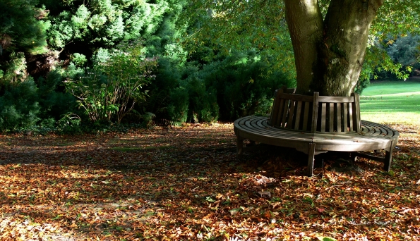 Bois des moutiers fall 2012 (76)